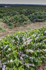 Coffee tree blossom with white color flowers in riny day, with selective focus, in Brazil