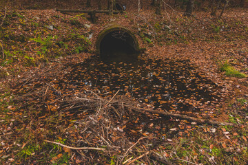 紅葉した山にある景色