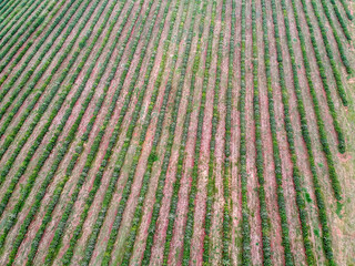 Aerial view of coffee seedlings being irrigated in the drip system