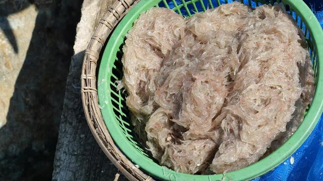 Fishermen pour group of fresh Krill or Opossum shrimp into green plastic containers, Plankton that fishermen trap for cooking in Thailand	