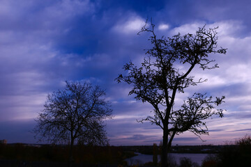 Silhouette of branch of tree at sunrise. Autumn or winter scene with dramatic sky with clouds.