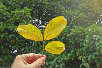 Hand holding green leaves