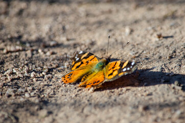 butterfly 