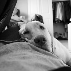 Labrador retriever dog portrait black and white