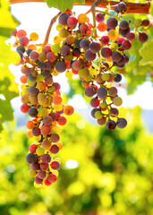 Grape Clusters in Sunlight