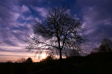 Fototapeta na wymiar Silhouette of branch of tree at sunrise. Autumn or winter scene with dramatic sky with clouds.