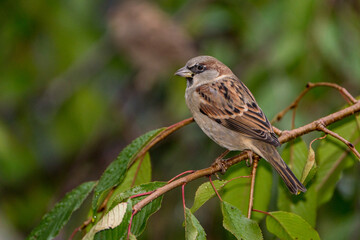 Close up of Sparrow perched on a Branch