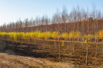 Obraz premium Late Autumn landscape, trees without leaves in a park. Fall colors