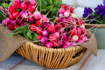 Basket of cherry belle radish in a basket at a farmers market.