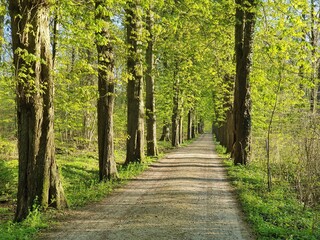 Obraz premium Frühling im Wald