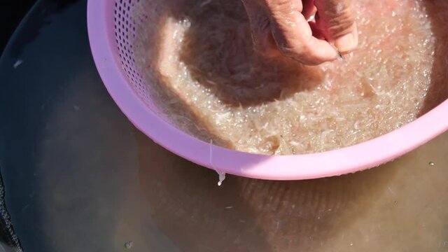 The fishermen wash and filter group of fresh Krill or Opossum shrimp with clean water, Plankton that fishermen trap for cooking in Thailand