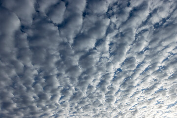 Sun lit chunky clouds covering blue sky at sunrise