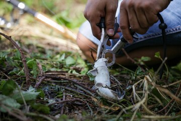 person picking mushrooms