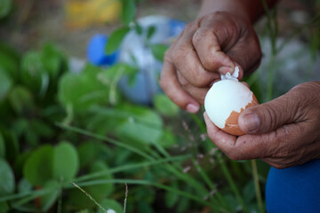 person picking mushrooms