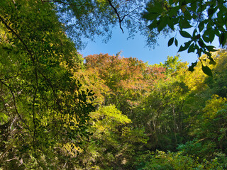 小櫃川渓谷の紅葉はじめ