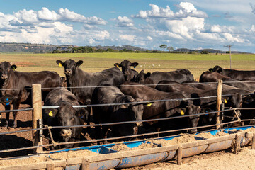 aberdeen angus cattle on confinement in Brazil © AlfRibeiro