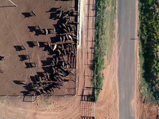 Aerial view of angus cattle on confinement in Brazil