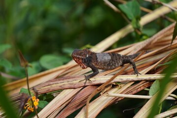 lizard on the grass