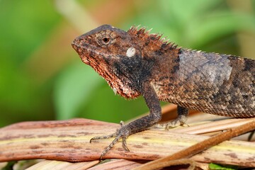 Lizard