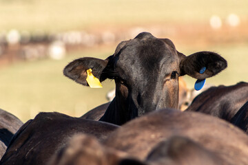 angus cattle on confinement in Brazil