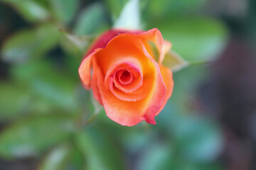 Fototapeta premium Rose in Bloom