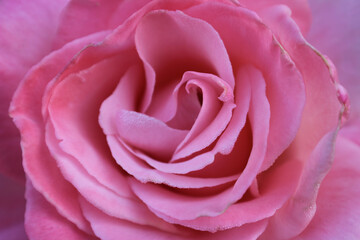 Pink Rose in Bloom