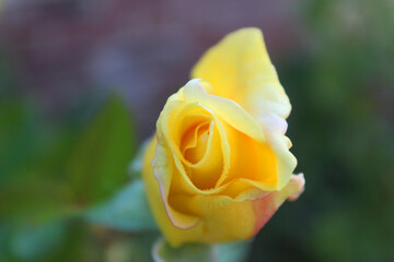 Yellow Rose in Bloom