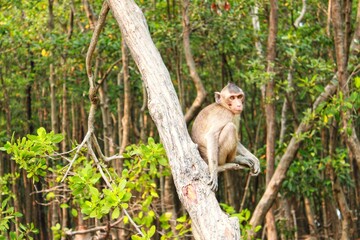 Monkey Enjoying its Freedom at Wild