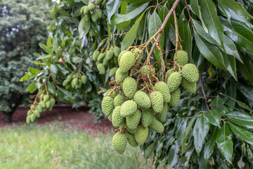 Unripe green lychee hanging from a lychee tree. Fresh green lychee fruits grow on tree in Brazil