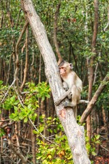 Monkey Enjoying its Freedom at Wild