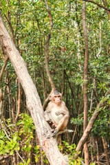 Monkey Enjoying its Freedom at Wild