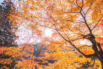 日本の綺麗な紅葉の木々