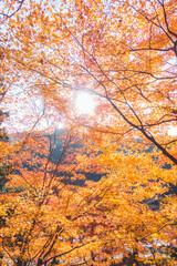 日本の綺麗な紅葉の木々