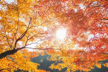 日本の綺麗な紅葉の木々