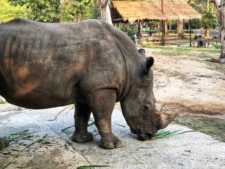 rhino in the zoo