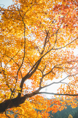 日本の綺麗な紅葉の木々