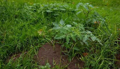 Homegrown tomato plant without vegetables at early stage of growth. Tomato sprout with water droplets on leafs surrounded by mulch