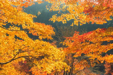 日本の綺麗な紅葉の木々