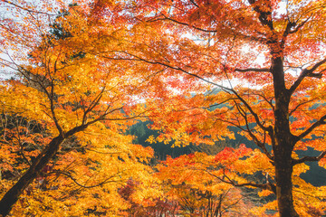 日本の綺麗な紅葉の木々