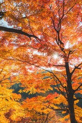 日本の綺麗な紅葉の木々