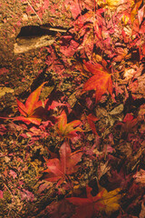 日本の秋の紅葉の葉