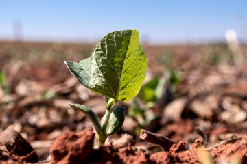Green soy plant leaves in the cultivate field, in Brazil with selective focus; in Brazil