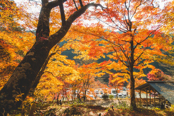 Obraz premium 日本の綺麗な紅葉の木々