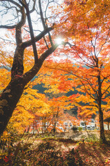 日本の綺麗な紅葉の木々