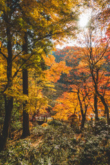 日本の綺麗な紅葉の木々