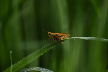 insect on the grass