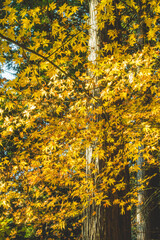 日本の秋の紅葉の葉