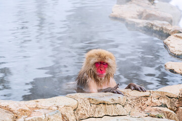Japanese snow monkey (Macaque) relaxes on the hot spring in winter at snow monkey park.