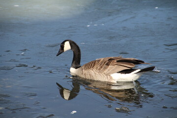 Obraz premium Goose On Lake Of Ice, William Hawrelak Park, Edmonton, Alberta