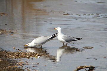 Bowing Gull, William Hawrelak Park, Edmonton, Alberta